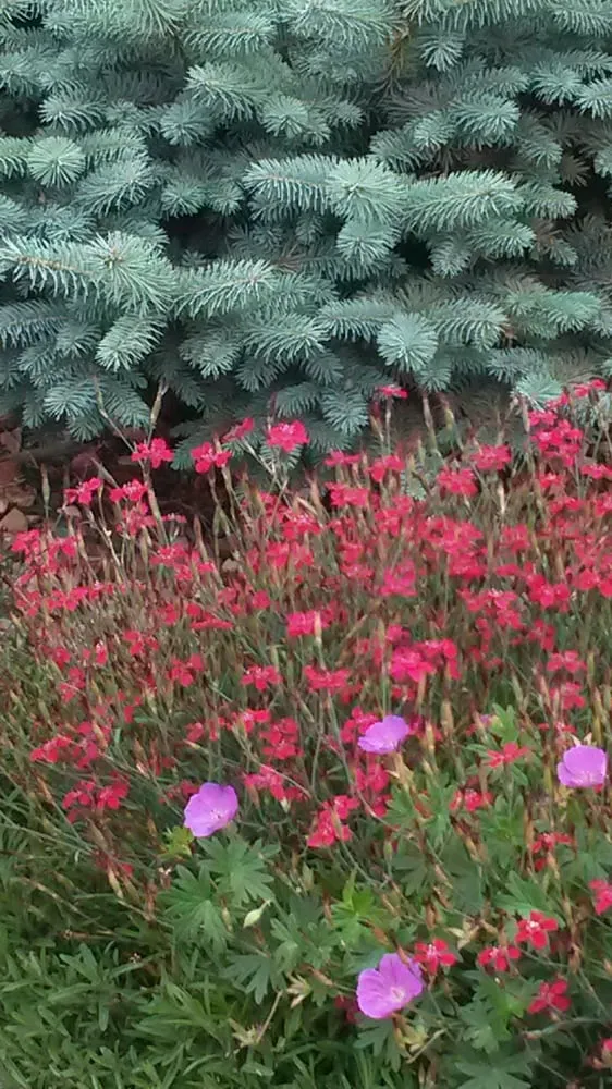 Local lawn care service in Victor, MT by Green Concepts