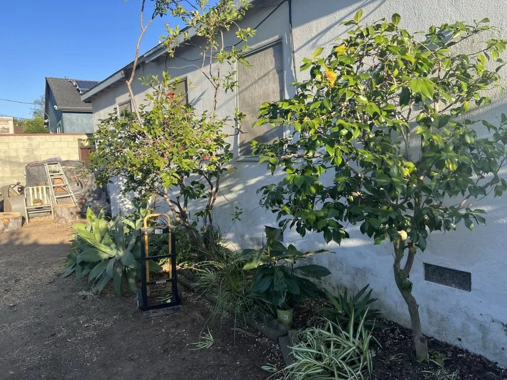 Top-rated outdoor landscaping near you across Inglewood, CA - Green Control Landscape & Tree Service