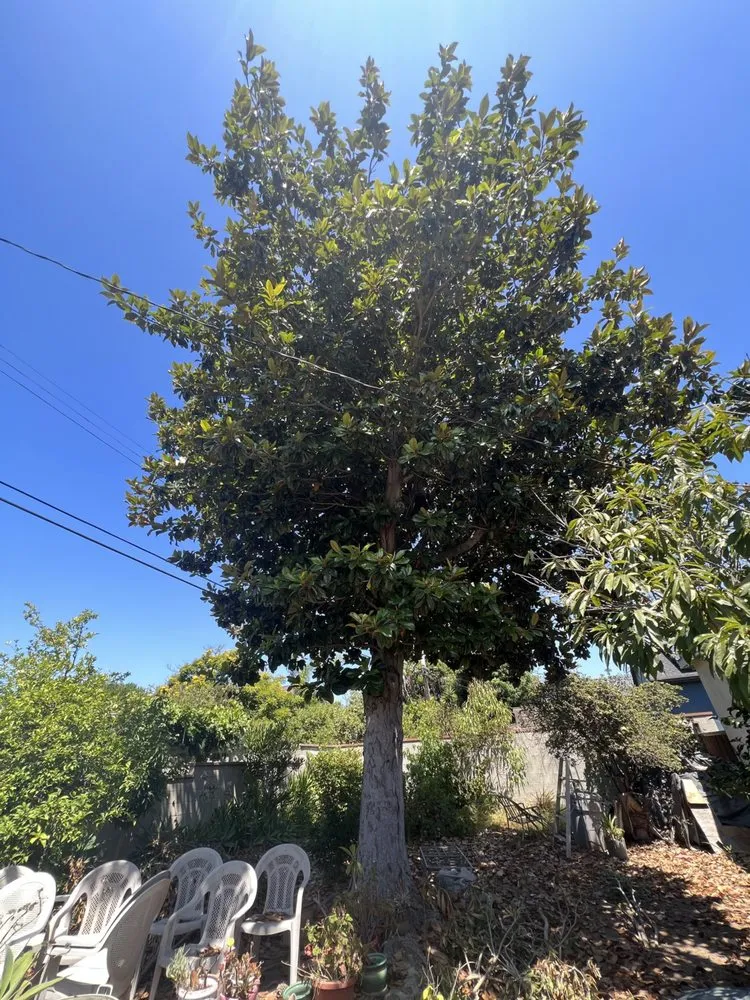 Reliable landscape design in Inglewood, CA by Green Control Landscape & Tree Service