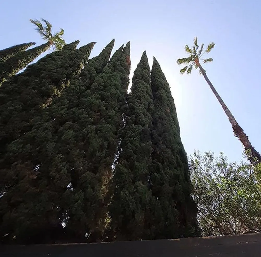 Custom landscape installation for year-round maintenance across Inglewood, CA - Green Control Landscape & Tree Service