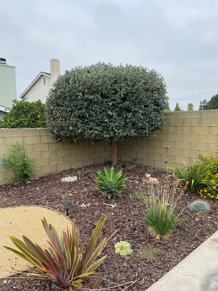 Expert lawn care service in Inglewood, CA - Green Control Landscape & Tree Service