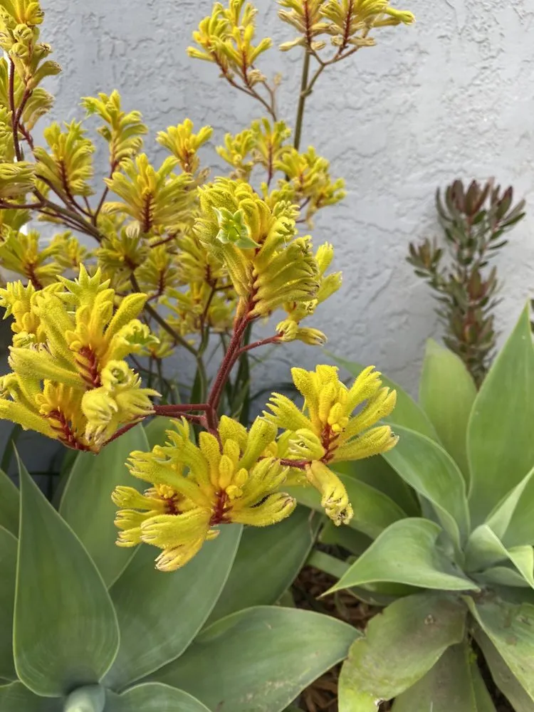 Custom outdoor landscaping experts serving Inglewood, CA - Green Control Landscape & Tree Service