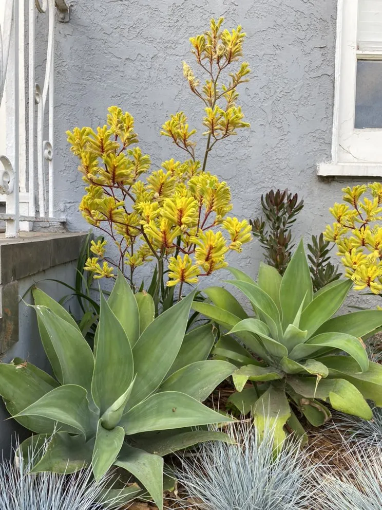 Custom landscape design in Inglewood, CA - Green Control Landscape & Tree Service