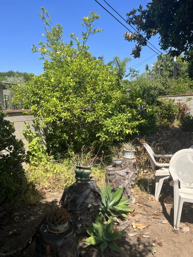 Reliable lawn mowing service near you across Inglewood, CA - Green Control Landscape & Tree Service