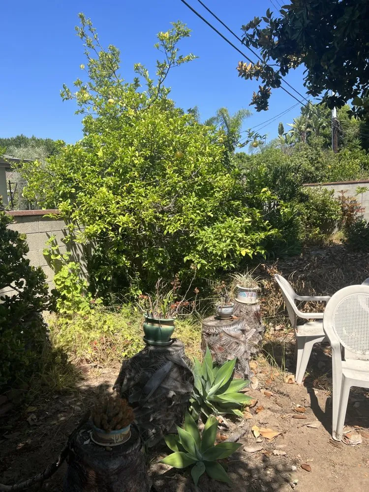 Local lawn mowing service for homes in Inglewood, CA by Green Control Landscape & Tree Service