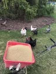 Affordable outdoor landscaping in Minnetonka, MN - Green Core Organics