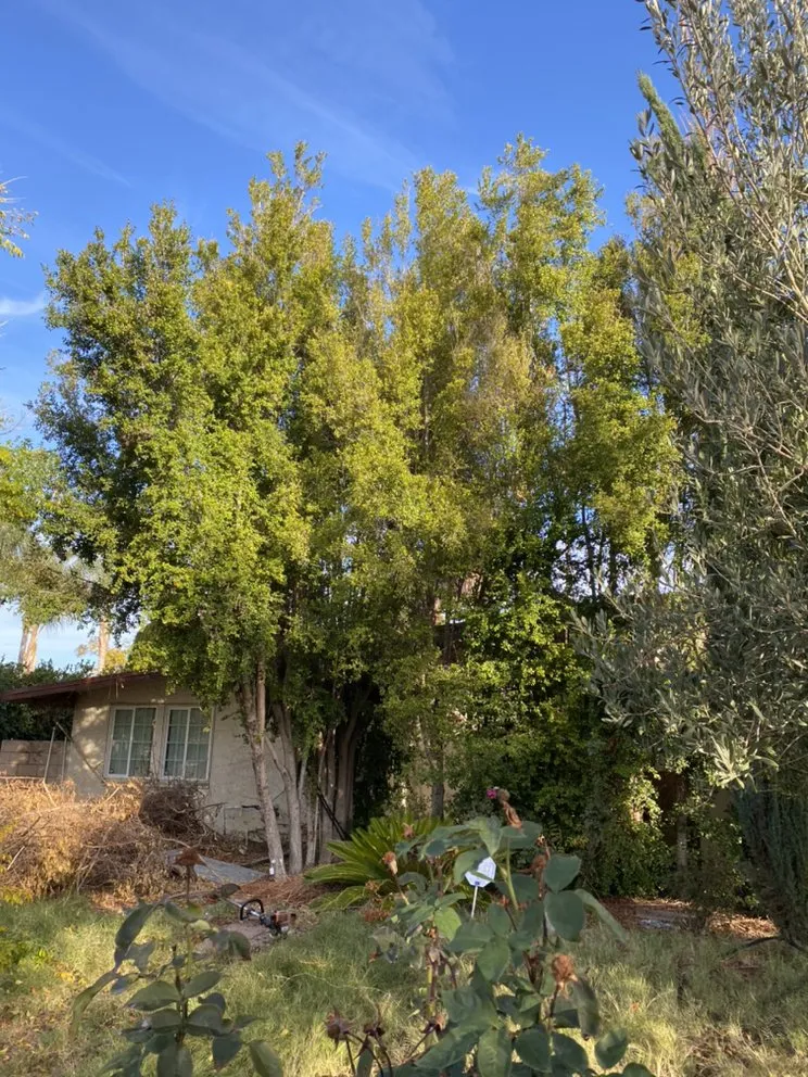 Professional residential landscaping experts serving Canoga Park, CA - Green Crest