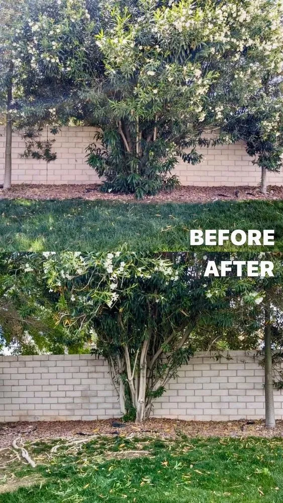 Trusted landscaping services for beautiful yards across Las Vegas, NV - Green Crest Landscaping