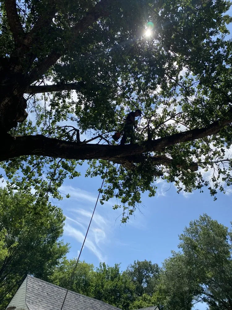 Professional yard cleanup service in Kaufman, TX - Green Crest Timber