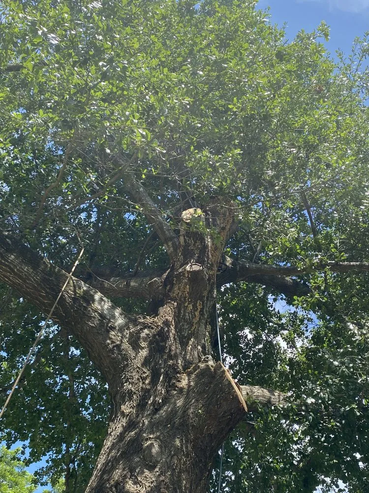 Local landscaping services experts serving Kaufman, TX - Green Crest Timber