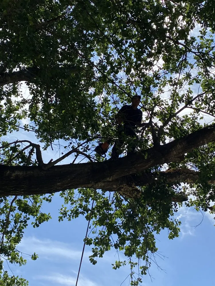 Expert lawn care service in Kaufman, TX - Green Crest Timber