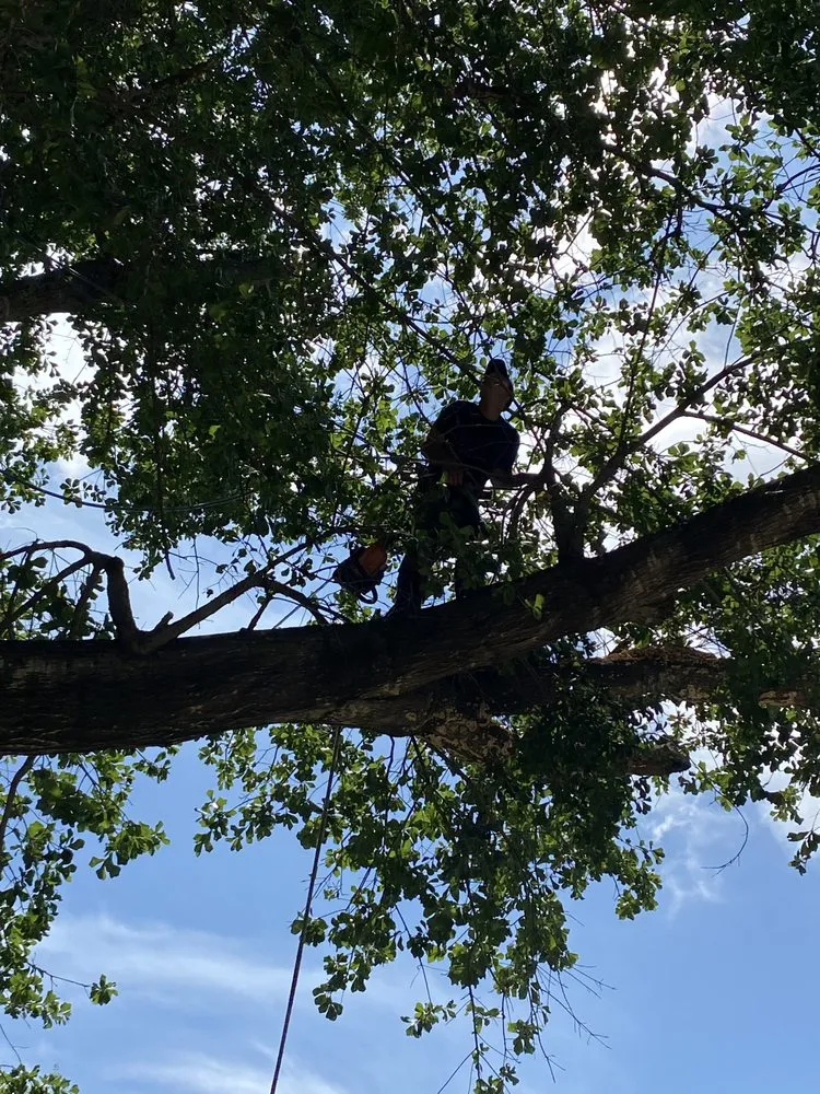 Top-rated yard cleanup service for homes across Kaufman, TX - Green Crest Timber