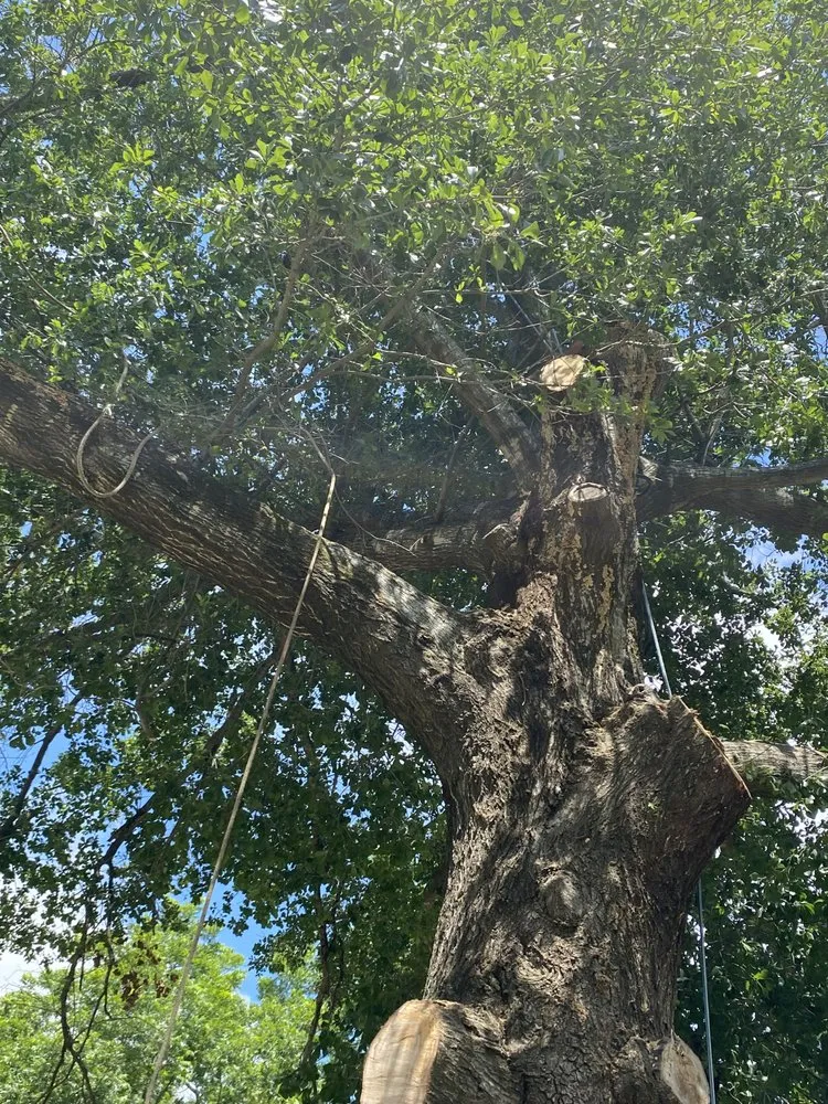 Affordable lawn mowing service experts serving Kaufman, TX - Green Crest Timber