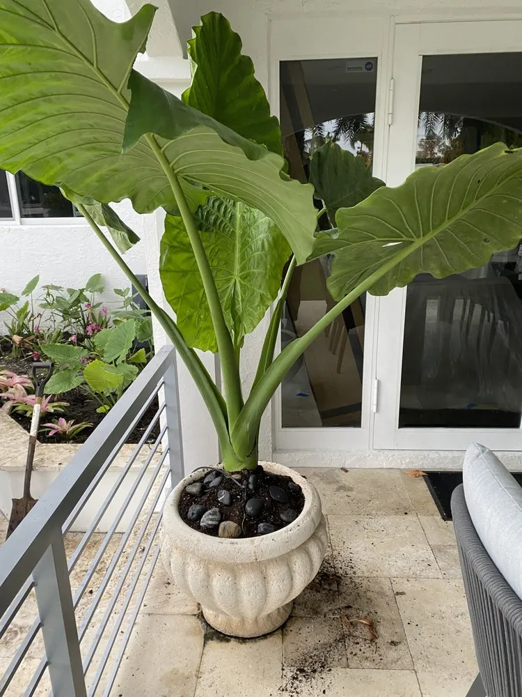 Custom lawn mowing service in Miami Shores, FL - Green Cutz Landscaping