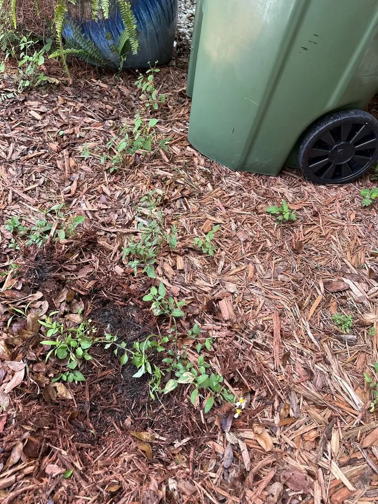 Custom garden landscaping for year-round maintenance across Miami Shores, FL - Green Cutz Landscaping