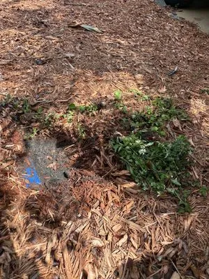 Green Cutz Landscaping