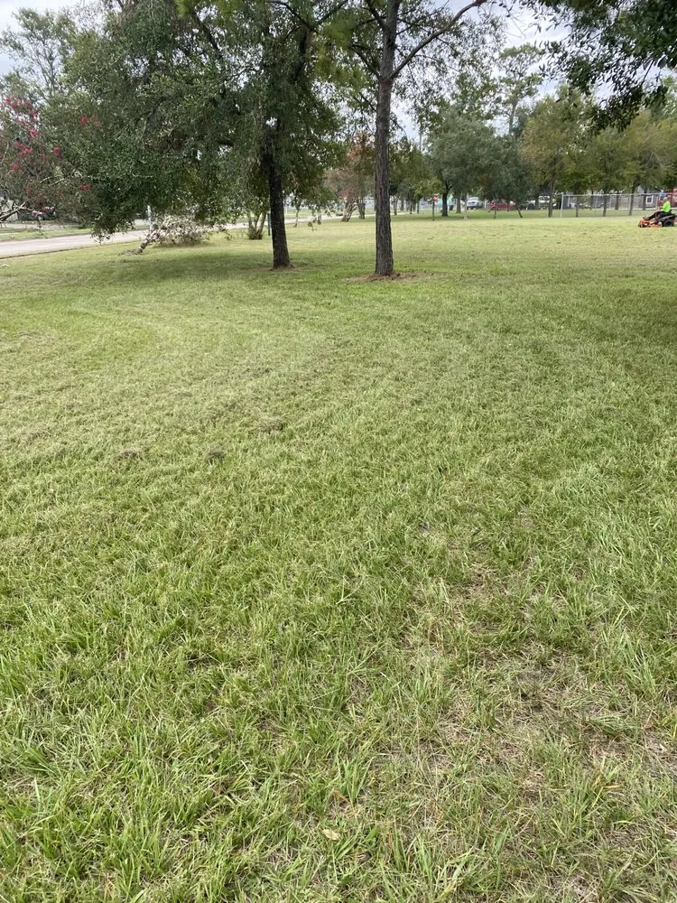 Reliable yard cleanup service in Houston, TX - Green Cutzz