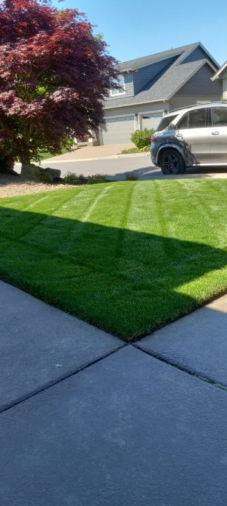 Custom yard cleanup service in Salem, OR by Green D M Landcare
