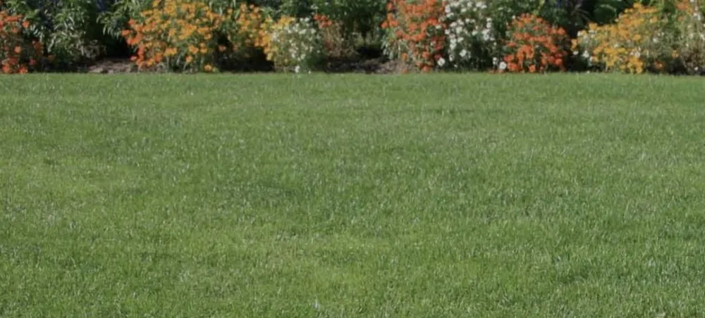 Expert yard maintenance in Conley, GA - Green Dale Lawn Care & Handyman