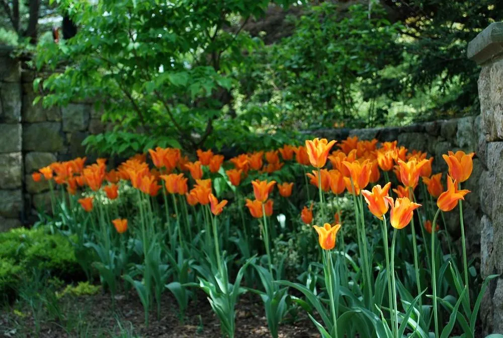 Top-rated garden landscaping with custom design across Stamford, CT - Green Day Landscape