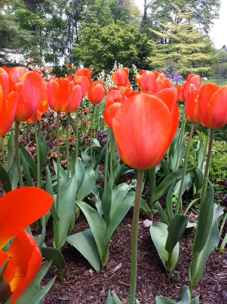 Trusted lawn care service in Stamford, CT by Green Day Landscape