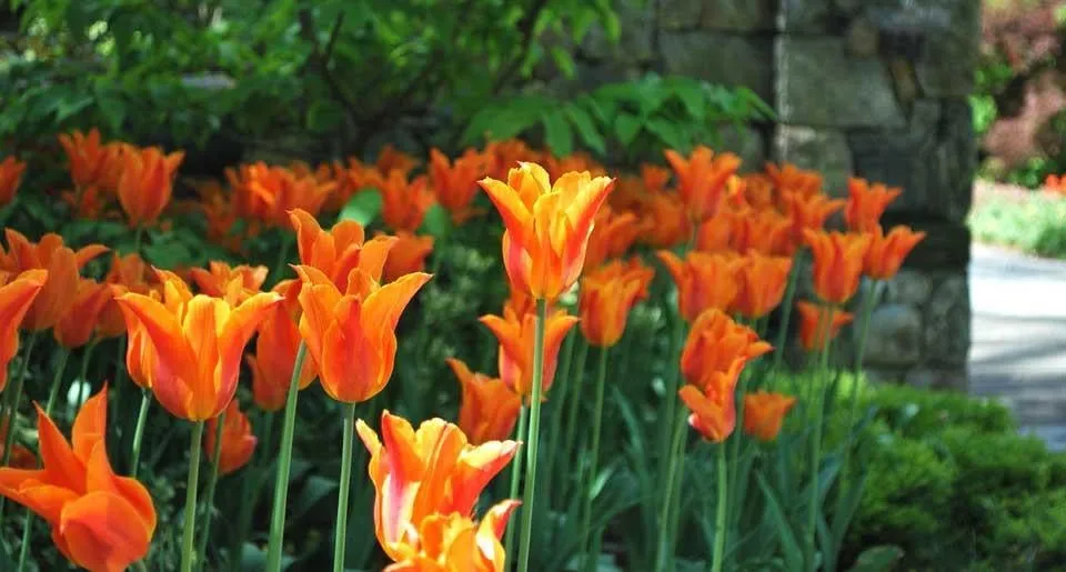 Local lawn care service for beautiful yards in Stamford, CT by Green Day Landscape