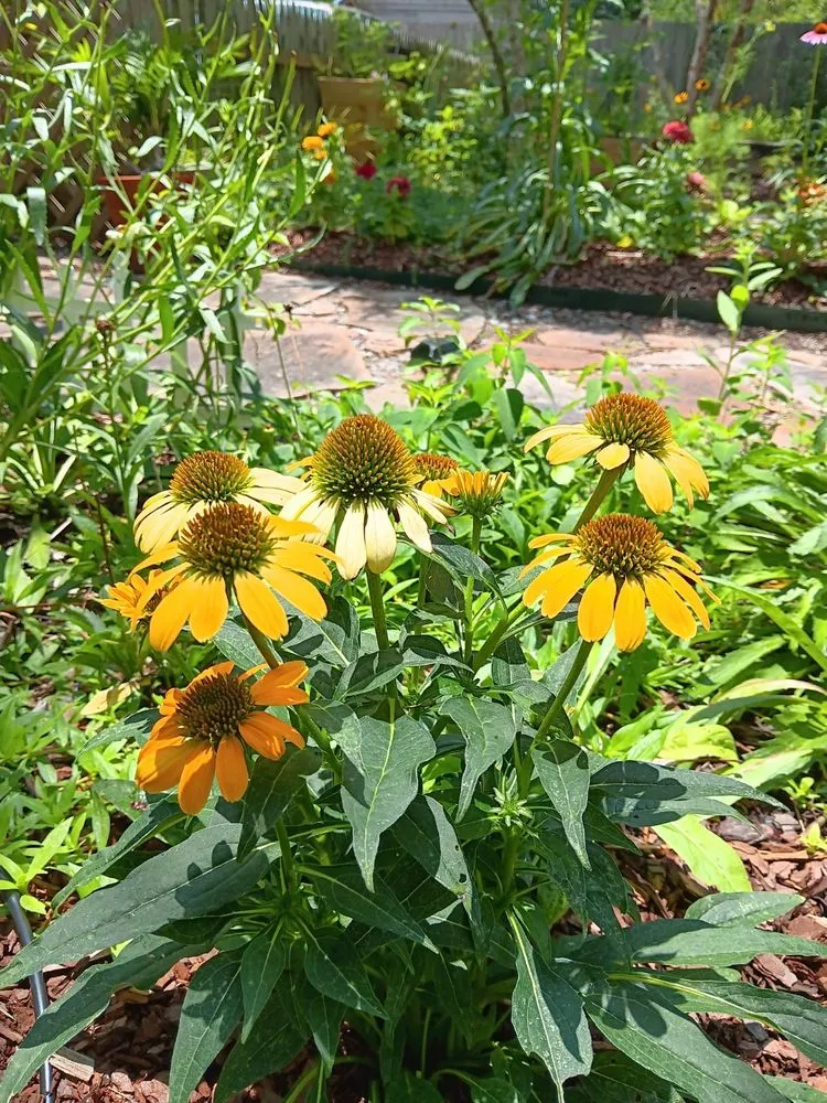 Trusted yard cleanup service for beautiful yards across Lacombe, LA - Green Day Landscaping