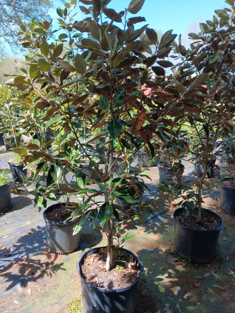 Affordable garden landscaping experts serving Lacombe, LA - Green Day Landscaping