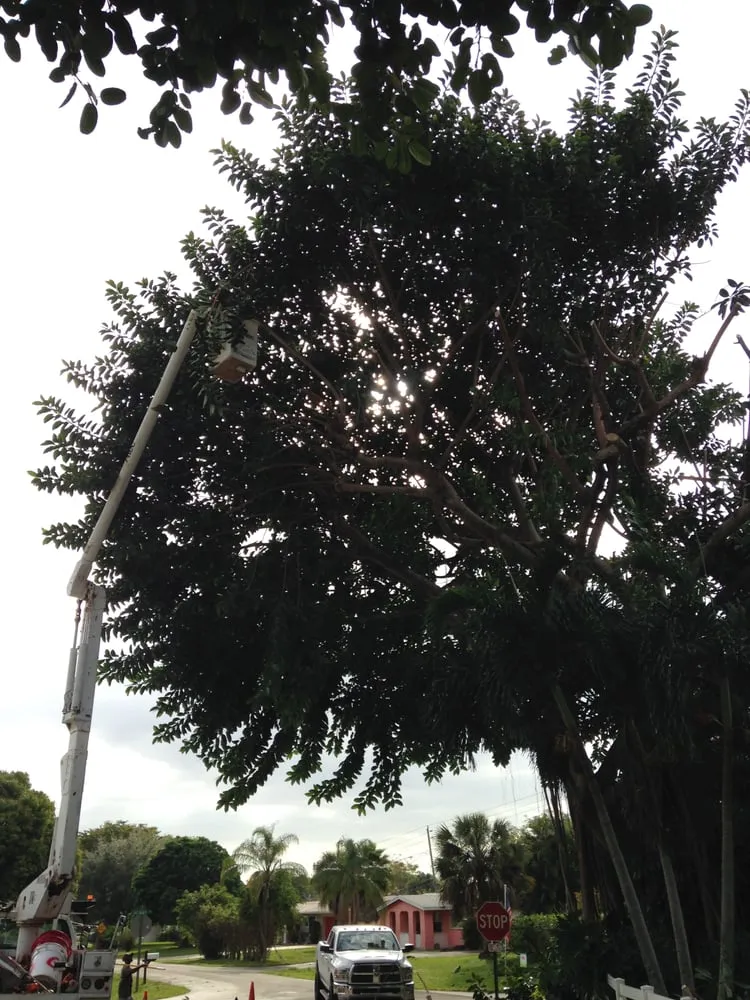 Affordable landscape design in Boca Raton, FL by Green Day Tree & Landscape