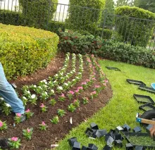 Expert yard cleanup service in Houston, TX by Green Days Lawn Care