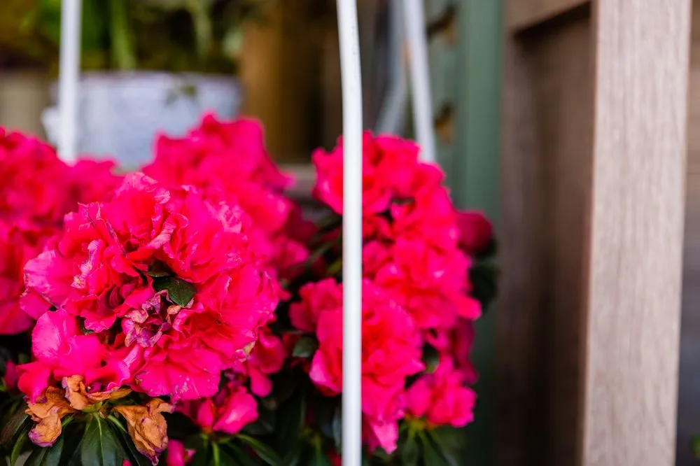 Top-rated garden landscaping for outdoor upgrades in Roanoke, VA by Green Designs