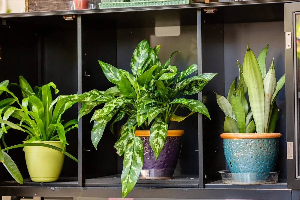 Expert landscaping services for homes across Roanoke, VA - Green Designs