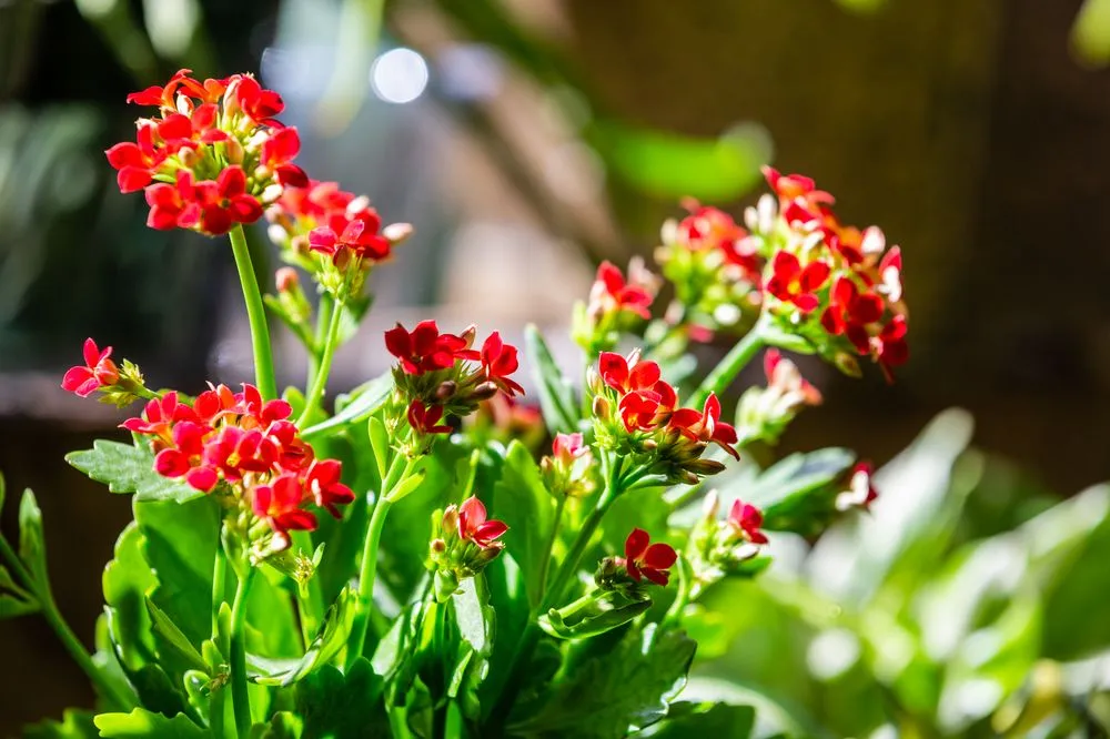 Reliable outdoor landscaping experts serving Roanoke, VA - Green Designs