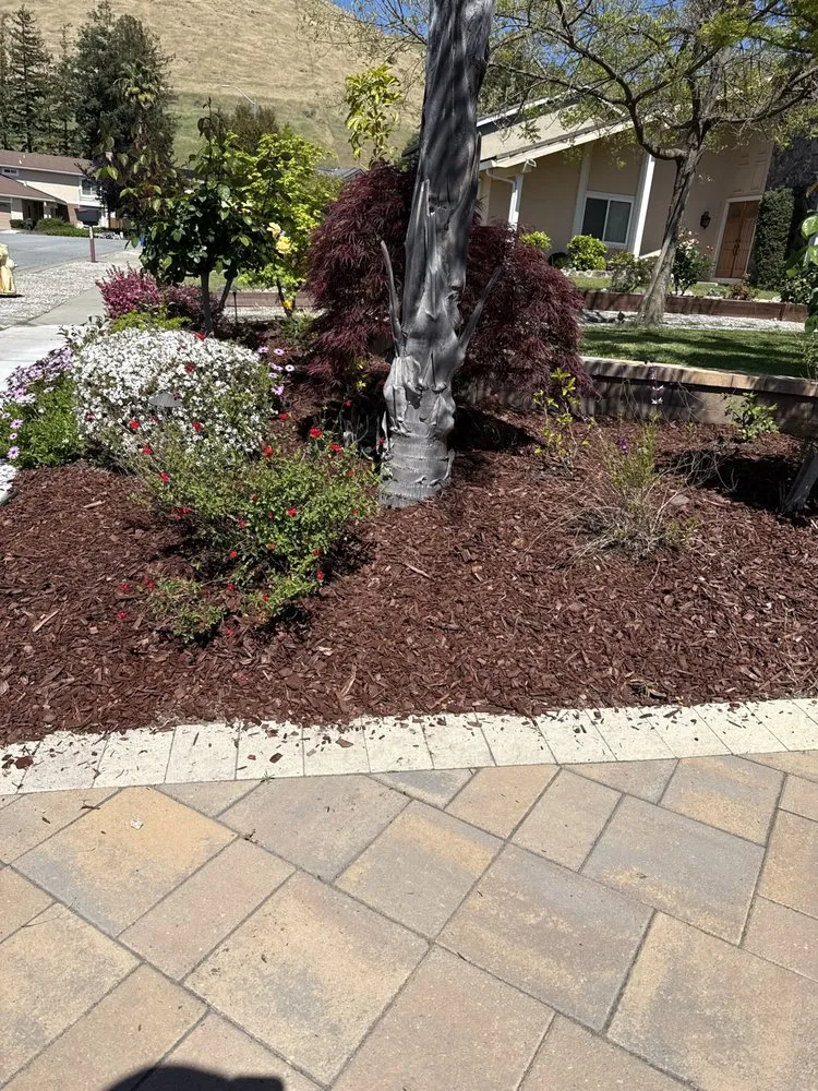 Top-rated yard cleanup service experts serving San Jose, CA - Green Diamond Landscape