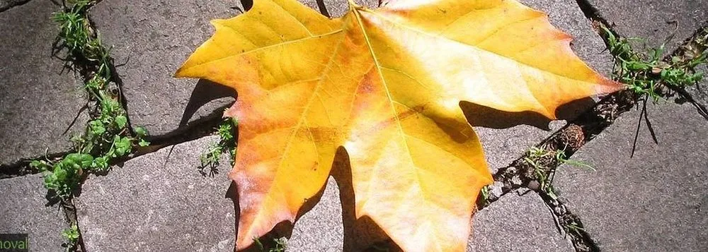 Professional yard cleanup service in Reisterstown, MD - Green Diamond Landscaping