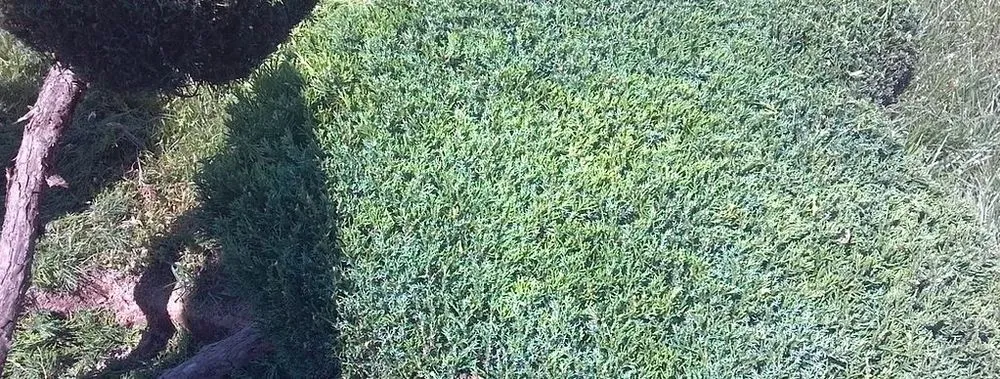 Custom garden landscaping experts serving Reisterstown, MD - Green Diamond Landscaping