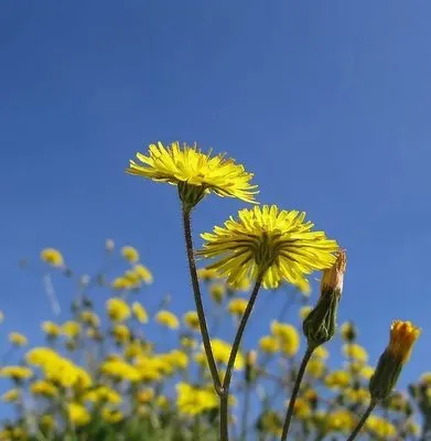 Green Diamond Landscaping Logo
