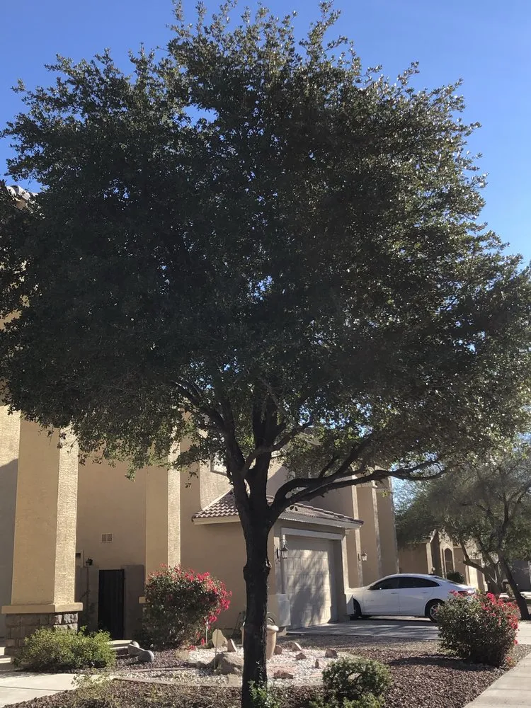 Professional landscape design experts serving Wenden, AZ - Green district management