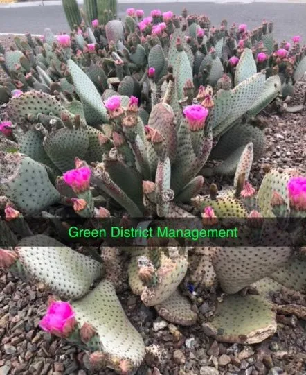 Custom lawn mowing service experts serving Wenden, AZ - Green district management