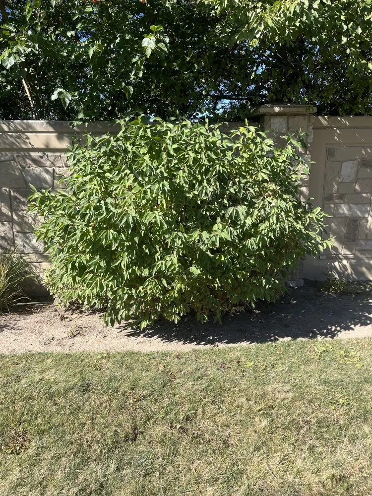 Affordable residential landscaping in Sandy, UT by Green don’t stop