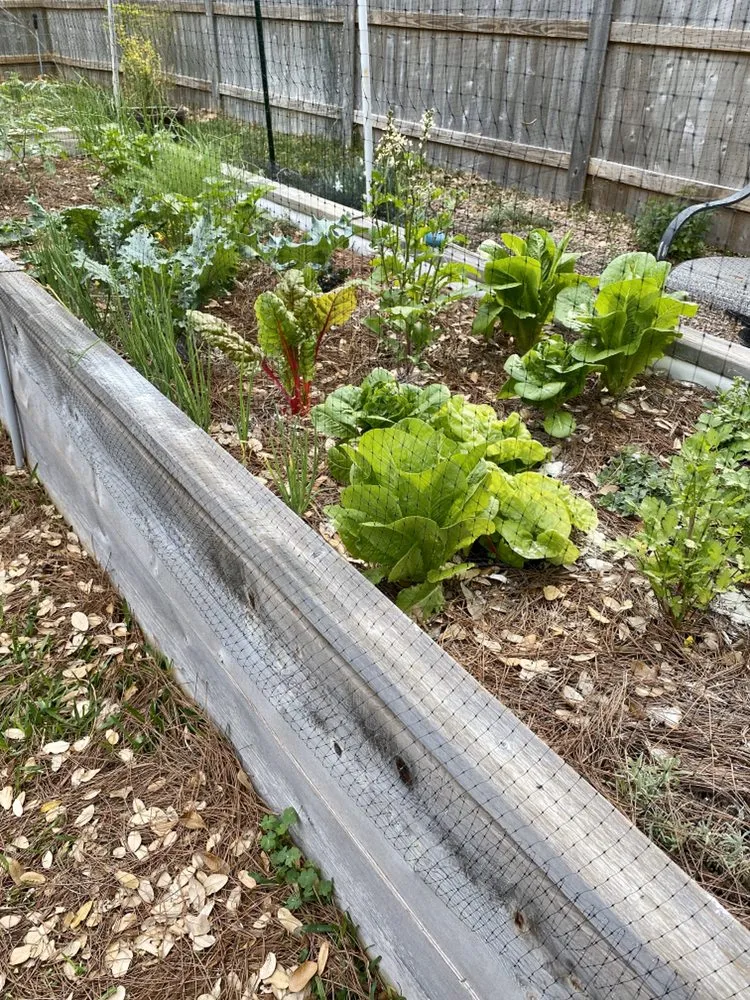 Top-rated landscaping services near you in Austin, TX by Green Earth Conservation Lawns