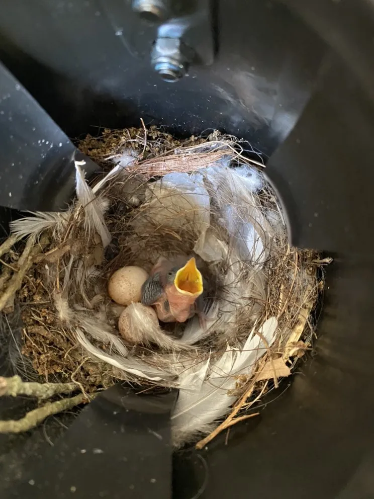 Professional yard maintenance for year-round maintenance across Austin, TX - Green Earth Conservation Lawns