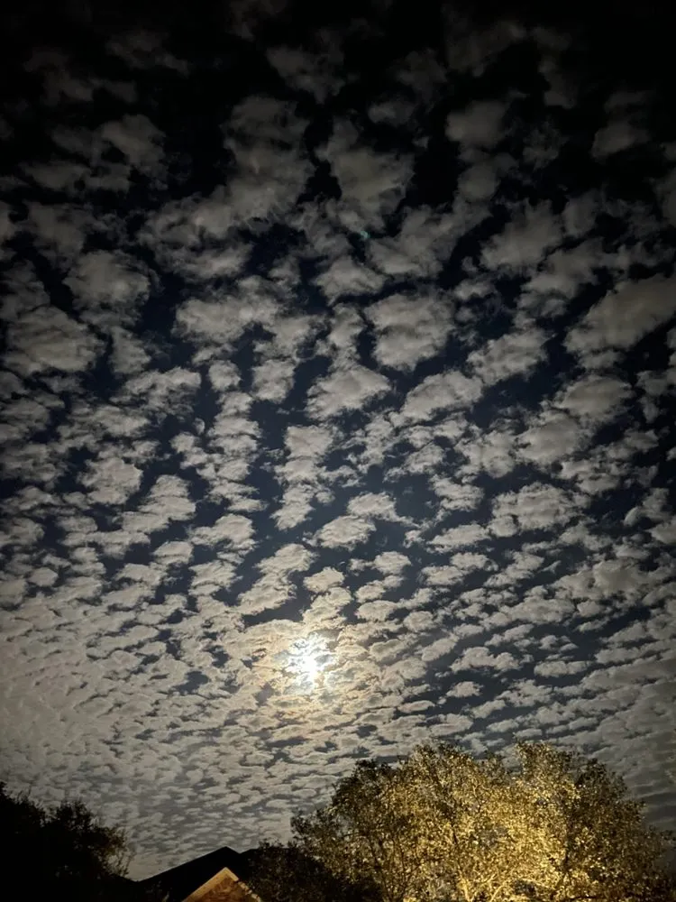 Reliable yard cleanup service for outdoor upgrades in Austin, TX by Green Earth Conservation Lawns