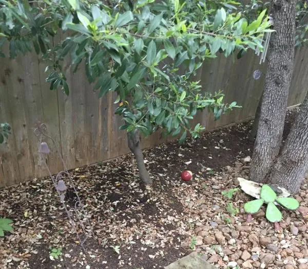 Affordable landscaping services for year-round maintenance in Austin, TX by Green Earth Conservation Lawns