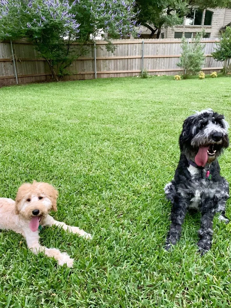 Custom lawn mowing service for residential properties across Austin, TX - Green Earth Conservation Lawns