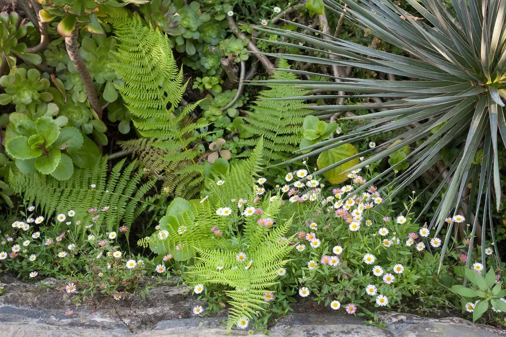 Local landscape design experts serving San Francisco, CA - Green Earth Gardeners