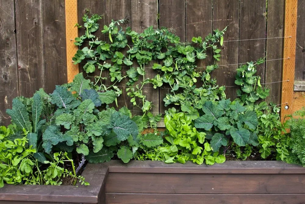 Top-rated landscaping services for homes in San Francisco, CA by Green Earth Gardeners