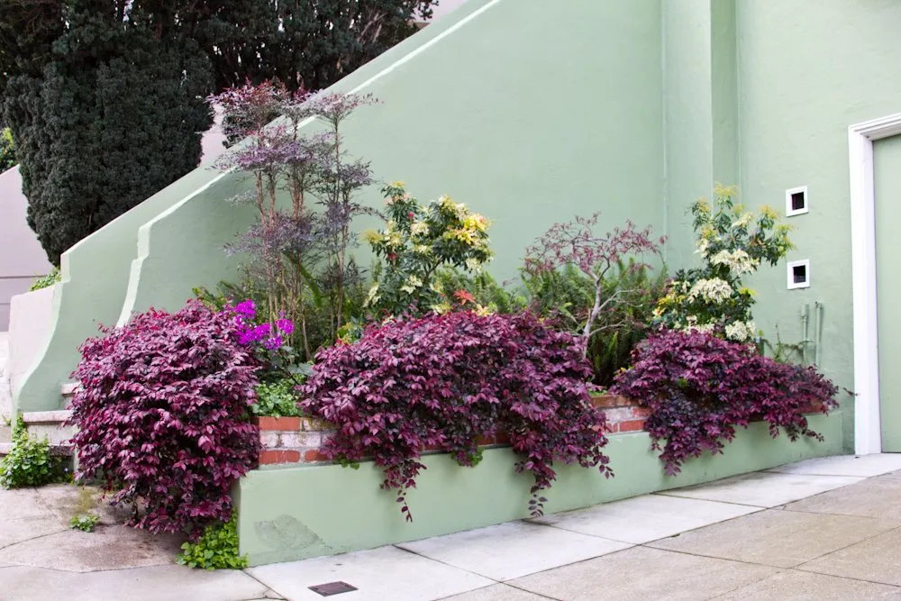 Professional landscape installation experts serving San Francisco, CA - Green Earth Gardeners