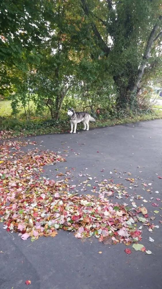 Local landscaping services experts serving West Haven, CT - Green Earth Gardening & Lawn Care Service
