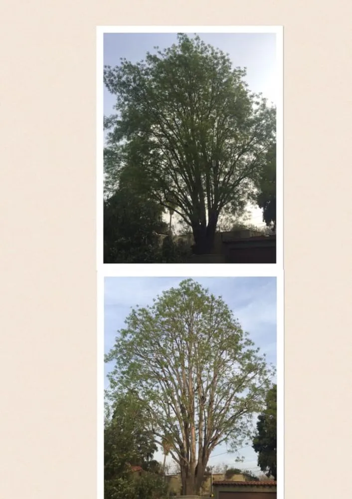 Top-rated landscaping services experts serving Upland, CA - Green Earth Landscapes and Tree Service